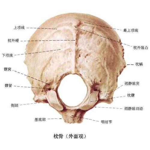 反骨长在什么位置图片图片